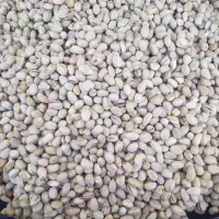 باغ در محدوده مهدیه خوسف|فروش خانه و ویلا|خوسف, |دیوار