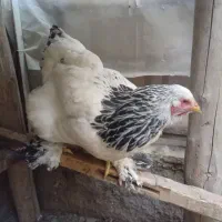 مرغ برهما معاوضه