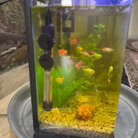 دو عدد اکواریوم|ماهی|گرگان, |دیوار