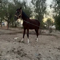 اسب عربی جوان|اسب و تجهیزات اسبسواری|هندیجان, |دیوار