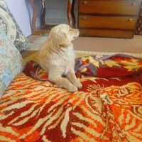 سگ خارجی|سگ|جوادآباد, |دیوار