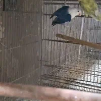 کوتوله برزیلی جفت مولد