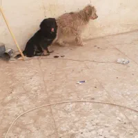 ۳ سگ پاپی خانگی|سگ|برخوار, |دیوار