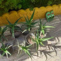 ۷عددگل فقط ۳۵۰هزار|گل و گیاه طبیعی|اسکو, |دیوار
