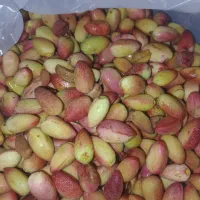 پسته‌ کله قوچی مغز دار