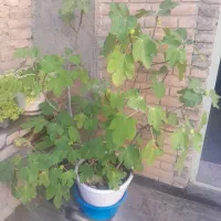 درخت انجیر ۵ ساله