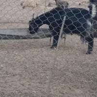 یک عده بز چاق برای قصابی