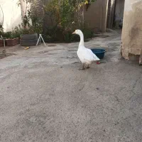 غاز.  قوغاز