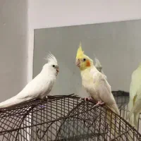 یک جفت عروس هلندی نر و ماده