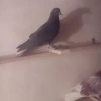 ۴ تا کفتر|پرنده|صفادشت, |دیوار