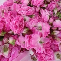 گل محمدی اصل و سنتی
