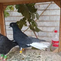 بدرنگ  زیلدمسفید قارا شامی کبوتر