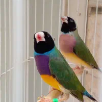 فنچ گلدین بسیار زیبا و مولد وکارداده