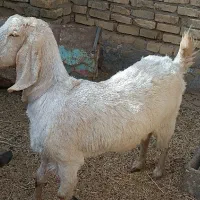 بز بالغ فروشی