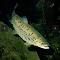 ماهی قزل الا نژاد اسپانیا