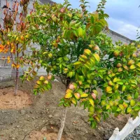 باغ-و-باغچه183متری-کنتوربرق-آب-times-چسب-مسکونی