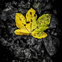 راهنمایی درآمدزایی در منزل