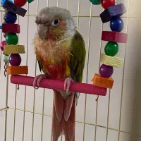 طوطی گرینجیک مولد