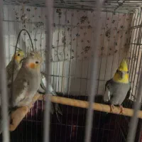 عروس هلندی|پرنده|لاهیجان, قیام|دیوار