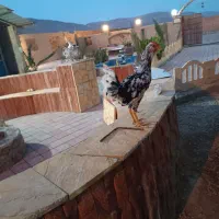 خروس گلین مرغ گلین