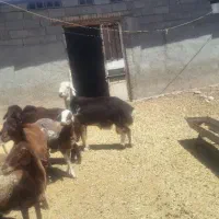 قوچ نژاد دار