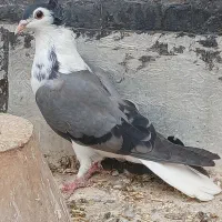 دمگیر دوبحر بدرنگ|پرنده|برخوار, |دیوار