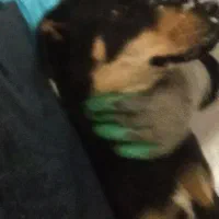 سگ گمشده|حیوانات|مشهد, کوی سیدی|دیوار