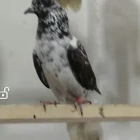 کفتر گمشده