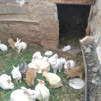 جوجه خرکوش