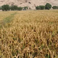 برنج عنبربو تیلکی|خوردنی و آشامیدنی|گتوند, |دیوار