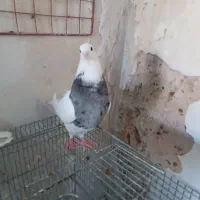 طوق هفت رنگ|پرنده|مسجد سلیمان, |دیوار