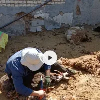 پشم چینی گوسفند