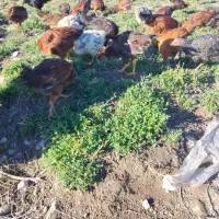 جوجه 6 ماه و 15 روز|حیوانات مزرعه|مشگین شهر, |دیوار