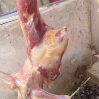 بوقلمون برنزه|حیوانات مزرعه|ابهر, |دیوار