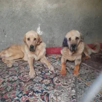 سگ پژدر گم شده