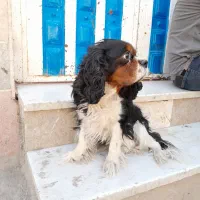 واگذاری سگ کاملا رایگان