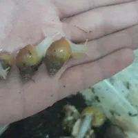 حلزون آچاتینا|خزنده|همدان, |دیوار