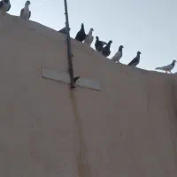 سلام تعداد 45حیوان روبوم بافیلم پرش موجود جفتی630