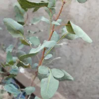 نهال پسته