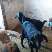 سلام سه بزغاله ماده بایک بز|حیوانات مزرعه|بیرجند, |دیوار