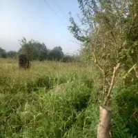 فروش قطعه زمین باغی|فروش زمین و ملک کلنگی|کلاچای, |دیوار