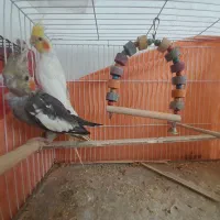 یک جفت عروس هلندی