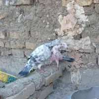 بزک سیاه پلاکی|پرنده|حمیدیا, |دیوار