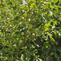 فروش باغ ۱۰۰۰ متری سی سخت|فروش زمین و ملک کلنگی|یاسوج, |دیوار