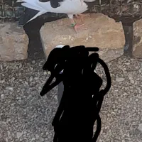 کبوتر گمشده