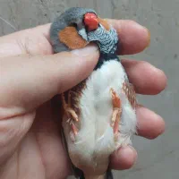 فنچ انگلیسی