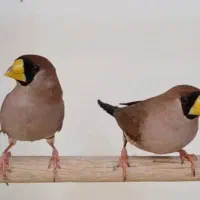 فنچ ماسکت  طوطیوار  گلوبریده وپارسون