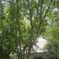 زمین/ ۵۴۰ متر/ باغ/ میگون  AMLAK.ARIYANA