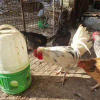 یک عدد خروس گلین جوان وسالم لطفا تماس بگرید بگیر|حیوانات مزرعه|محلات, |دیوار