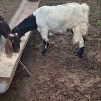 بز شیری جوان. گوسفند بره توقلی